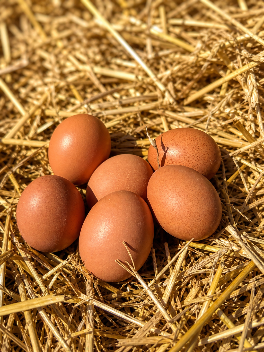 Farm Fresh Eggs